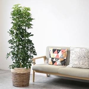 観葉植物 本物 ホンコンカポック 10号 鉢カ...の詳細画像4