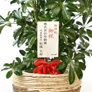 観葉植物 本物 ホンコンカポック 10号 鉢カ...の詳細画像5