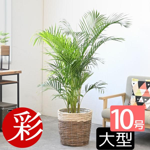 観葉植物 本物 アレカヤシ 10号鉢 鉢カバー 付き セット 大型 通販 人気 背が高い 目隠し 日...