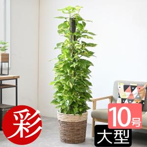 観葉植物 本物 ポトス ヘゴ仕立て 10号鉢 選べる鉢カバー付き セット 大型 オウゴンカズラ 通販 簡単 目隠し 日陰に強い 玄関 ハートの葉っぱ