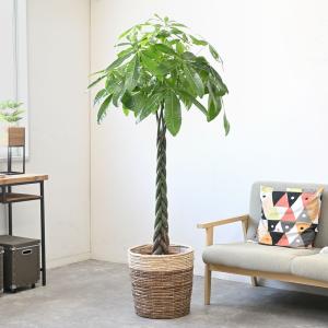 観葉植物 本物 パキラ 10号 鉢カバー 付き...の詳細画像1