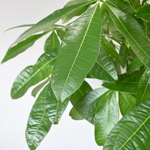 観葉植物 本物 パキラ 10号 鉢カバー 付き...の詳細画像2