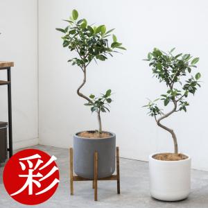 観葉植物 本物 フランスゴム（フィカス・ルビギノーザ）6号鉢 曲がり幹