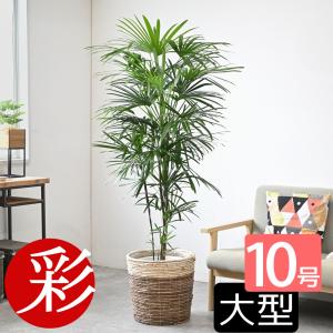 シュロチク 棕櫚竹 観葉植物 10号 大型 寒さに強い おしゃれ 鉢植え
