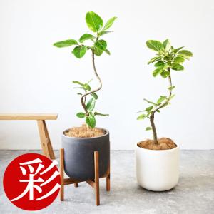 観葉植物 本物 フィカス・アルテシーマ・バリエガタ 7号鉢 陶器ポット (ルーケト) 鉢カバー付き 曲がり樹形 ユーポット入り プラ鉢 インテリア おしゃれ 母の日
