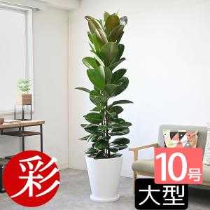 観葉植物 ゴムの木 フィカス ロブスター 10号鉢 白陶器鉢カバー付き セット ファイバークレイ 大...