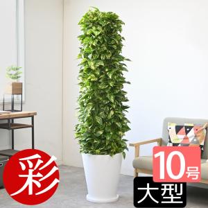 【タジトウ⚠神奈川】空気をキレイにするエコプラントポトスタワー仕立10号① タジトウ様専用⚠神奈川】空気をキレイにするエコプラントポトス