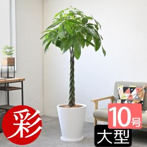 観葉植物 本物 ストレリチア オーガスタ 10号鉢 大型 室内用