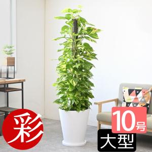観葉植物 本物 シュロチク 棕櫚竹 10号鉢 ファイバーストーン(陶器)鉢