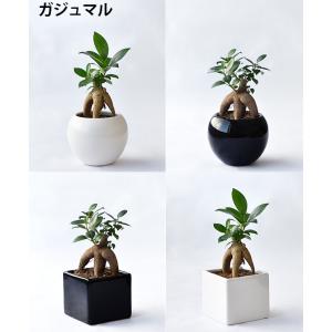 【残りわずか】ミニ 観葉植物 本物 選べる ボ...の詳細画像1