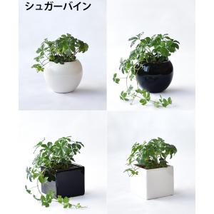 【残りわずか】ミニ 観葉植物 本物 選べる ボ...の詳細画像2