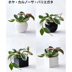 【残りわずか】ミニ 観葉植物 本物 選べる ボ...の詳細画像3