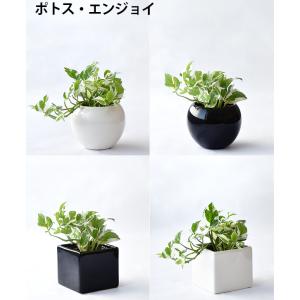 【残りわずか】ミニ 観葉植物 本物 選べる ボ...の詳細画像4