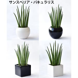 【残りわずか】ミニ 観葉植物 本物 選べる ボ...の詳細画像5