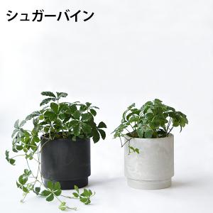 【まとめ買い割引クーポン配布中】ミニ 観葉植物...の詳細画像2
