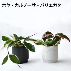 【まとめ買い割引クーポン配布中】ミニ 観葉植物...の詳細画像3