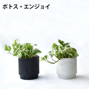 【まとめ買い割引クーポン配布中】ミニ 観葉植物...の詳細画像4