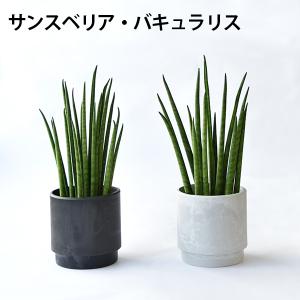 【まとめ買い割引クーポン配布中】ミニ 観葉植物...の詳細画像5