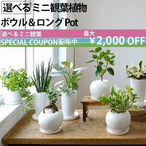 選べる ミニ 観葉植物 ボウル＆ロング ホワイトポット ガジュマル ポトス サンスベリア シュガーバイン 父の日｜saisyokukenbi