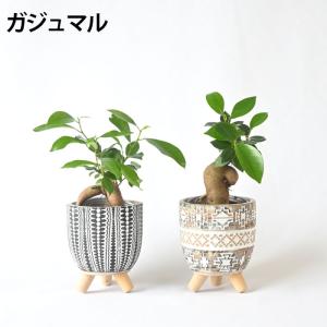 【残りわずか】ミニ 観葉植物 本物 種類 選べ...の詳細画像1