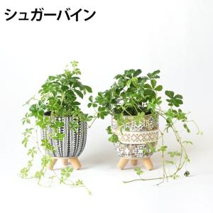 【残りわずか】ミニ 観葉植物 本物 種類 選べ...の詳細画像2