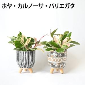 【残りわずか】ミニ 観葉植物 本物 種類 選べ...の詳細画像3