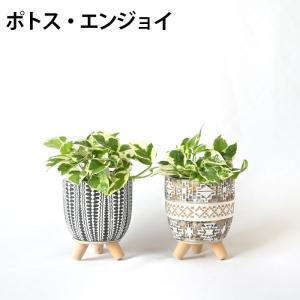 【残りわずか】ミニ 観葉植物 本物 種類 選べ...の詳細画像4