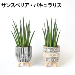 【残りわずか】ミニ 観葉植物 本物 種類 選べ...の詳細画像5