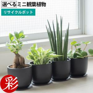 【最大2,000円引クーポン配布中】ミニ 観葉植物 種類 選べる リサイクルプラスチックポット アイアンプレート ガジュマル ポトス サンスベリア シュガーバイン｜saisyokukenbi