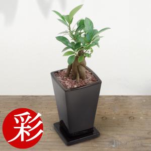 ミニ観葉植物 ガジュマル ココアブラウン陶器ポット入り 卓上 室内用 インテリア おしゃれ カジュマル 多幸の木 Mn 観葉植物の専門店 彩植健美 通販 Yahoo ショッピング