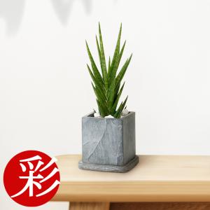 ミニ 観葉植物 本物 サンスベリア フランシシー スクエア ストーンポット 卓上 小さい 小さめ 小型 小鉢 空気清浄 肉厚の葉