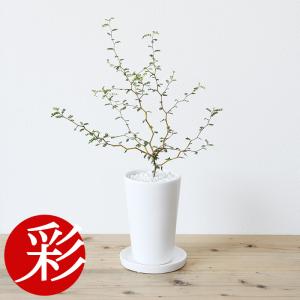 ミニ 観葉植物 ソフォラ・ミクロフィラ ロングポット ホワイト 陶器 メルヘンの木 卓上 小さい 小さめ 小型 小鉢 母の日｜saisyokukenbi