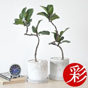 観葉植物 カシワバゴム・バンビーノ セメントシリンダーポット インテリア おしゃれ 開店祝い お祝い 母の日｜saisyokukenbi