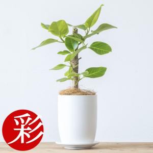 ミニ 観葉植物 フィカス・アルテシーマ マットホワイト ショートポット 陶器 卓上 小さい 小さめ 小型 小鉢 母の日｜saisyokukenbi