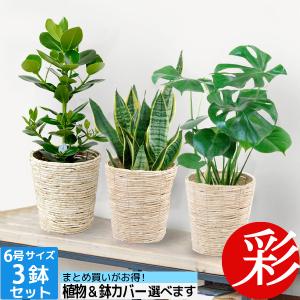 観葉植物 6号鉢 3点セット まとめ買い お得 大型 モンステラ サンスベリア 幸福の木 アレカヤシ ザミオクルカス クルシア ユッカ インテリア おしゃれ
