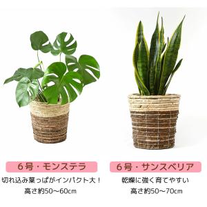 観葉植物 本物 6号+7号鉢 2鉢セット 種類...の詳細画像1