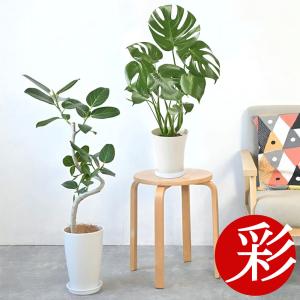 観葉植物 本物 2鉢セット ベンガルボダイジュ（フィカス・ベンガレンシス）曲がり樹形 7号プラ鉢ロングポット ＋ モンステラ 6号鉢 インテリア おしゃれ