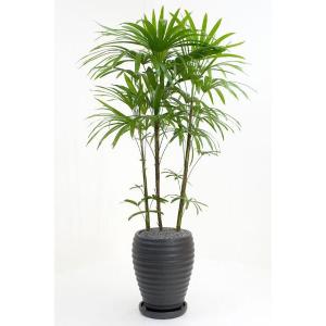 観葉植物 シュロチク 黒陶器ポット入り 大型 棕櫚竹 日陰に強い 玄関 和風モダン 和室 和モダン
