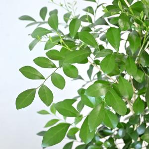 観葉植物 本物 シルクジャスミン ゲッキツ 8...の詳細画像2