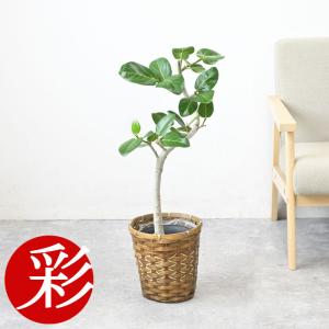 観葉植物 本物 フィカス・バーガンディ 6号鉢 曲がり幹 曲がり樹形