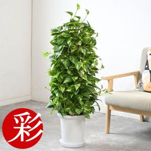 観葉植物 本物 シュロチク 8号鉢 大型 棕櫚竹 通販 人気 日陰に強い