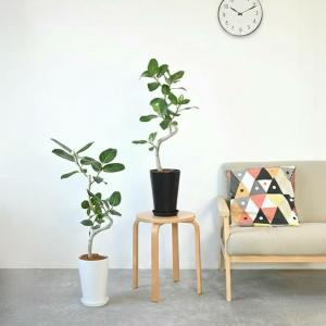 観葉植物 本物 ベンガルボダイジュ(フィカス・...の詳細画像1