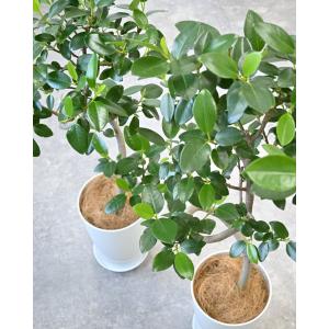 観葉植物 本物 フランスゴム(フィカス・ルビギ...の詳細画像2