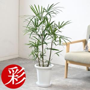 観葉植物 本物 棕櫚竹 シュロチク 8号鉢 鉢カバー 付き セット 大型