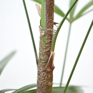 観葉植物 本物 シュロチク 8号鉢 大型 棕櫚...の詳細画像3