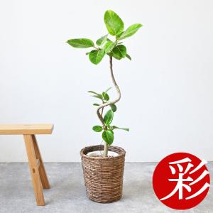 観葉植物 本物 【現品】 おしゃれなクネクネ フィカス・リラータ