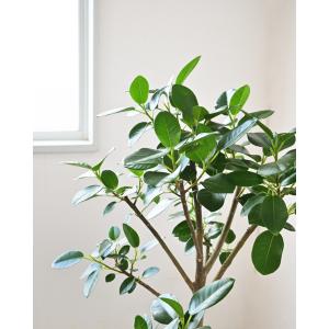 観葉植物 本物 フランスゴム(フィカス・ルビギ...の詳細画像2