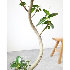 観葉植物 本物 フランスゴム(フィカス・ルビギ...の詳細画像3