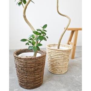 観葉植物 本物 フランスゴム(フィカス・ルビギ...の詳細画像4
