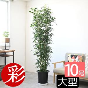 観葉植物 本物 高性チャメドレア 10号鉢 大型 室内用 インテリア